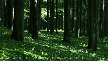 Forest©2007-AZdravic 213